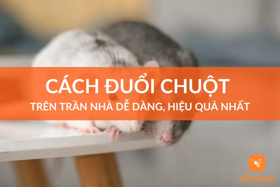 11 Cách Đuổi Chuột Trên Trần Nhà Dễ Dàng, Hiệu Quả Nhất