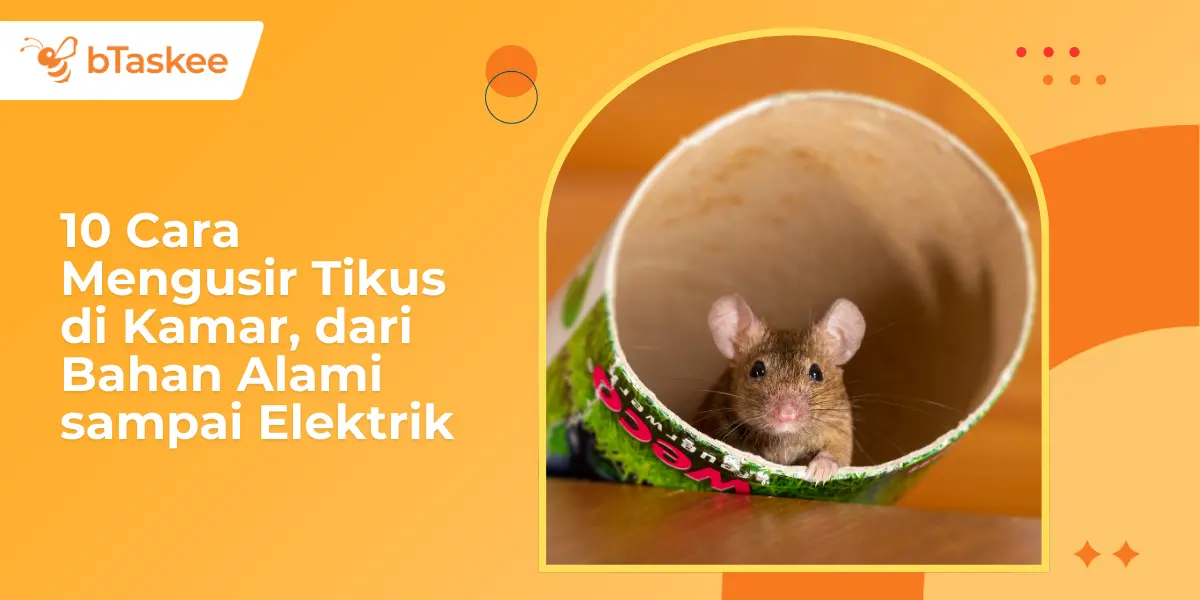 10 Cara Mengusir Tikus di Kamar, dari Bahan Alami sampai Elektrik