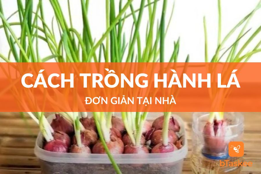 Cách Trồng Hành Lá Siêu Đơn Giản Tại Nhà