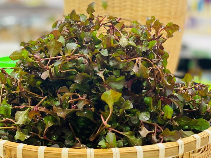 Rau Cải Xoong Nhật – Lựa Chọn Tuyệt Vời Cho Sức Khỏe