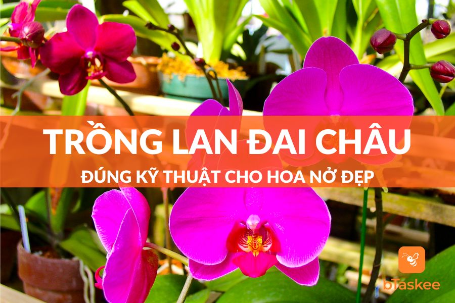 Cách Trồng Lan Đai Châu Đúng Kỹ Thuật Cho Hoa Nở Đẹp