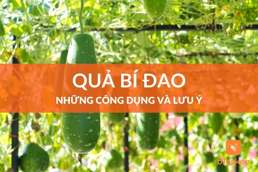 Bí Đao: Công Dụng Đối Với Sức Khỏe Và Lưu Ý Khi Sử Dụng