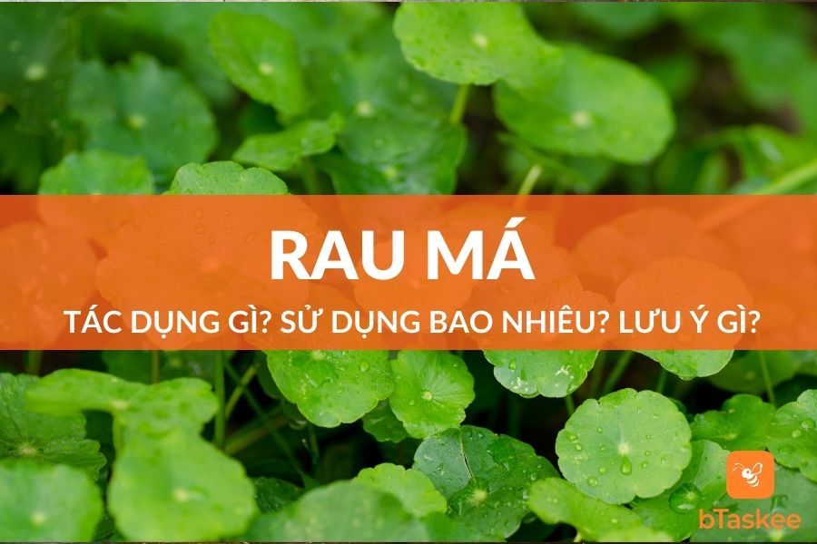 Rau Má Có Tác Dụng Gì? Sử Dụng Bao Nhiêu? Lưu Ý Gì?