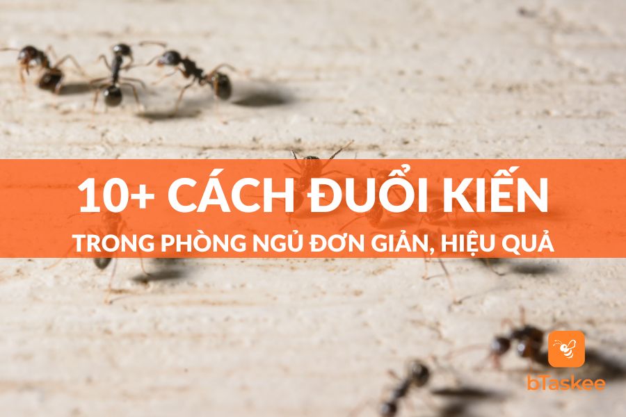 7+ Cách Đuổi Kiến Trong Phòng Ngủ Nhanh Chóng, Đơn Giản