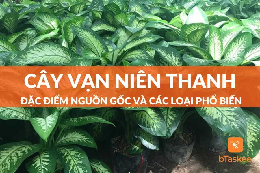 Cây Vạn Niên Thanh: Nguồn Gốc - Đặc Điểm - Chủng Loại
