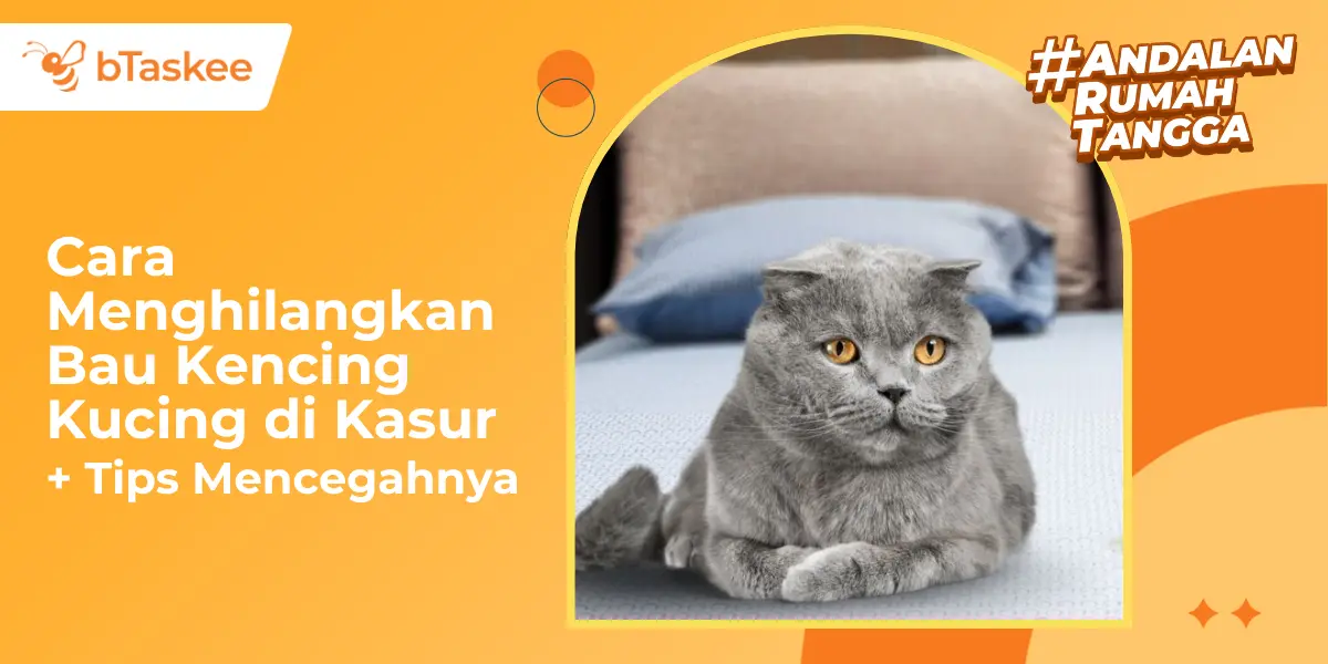 Cara Menghilangkan Bau Kencing Kucing di Kasur + Tips Mencegahnya