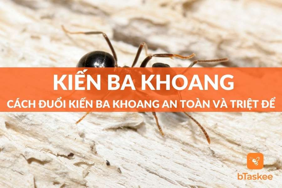 Bật Mí Cách Đuổi Kiến Ba Khoang Nhanh Chóng Triệt Để