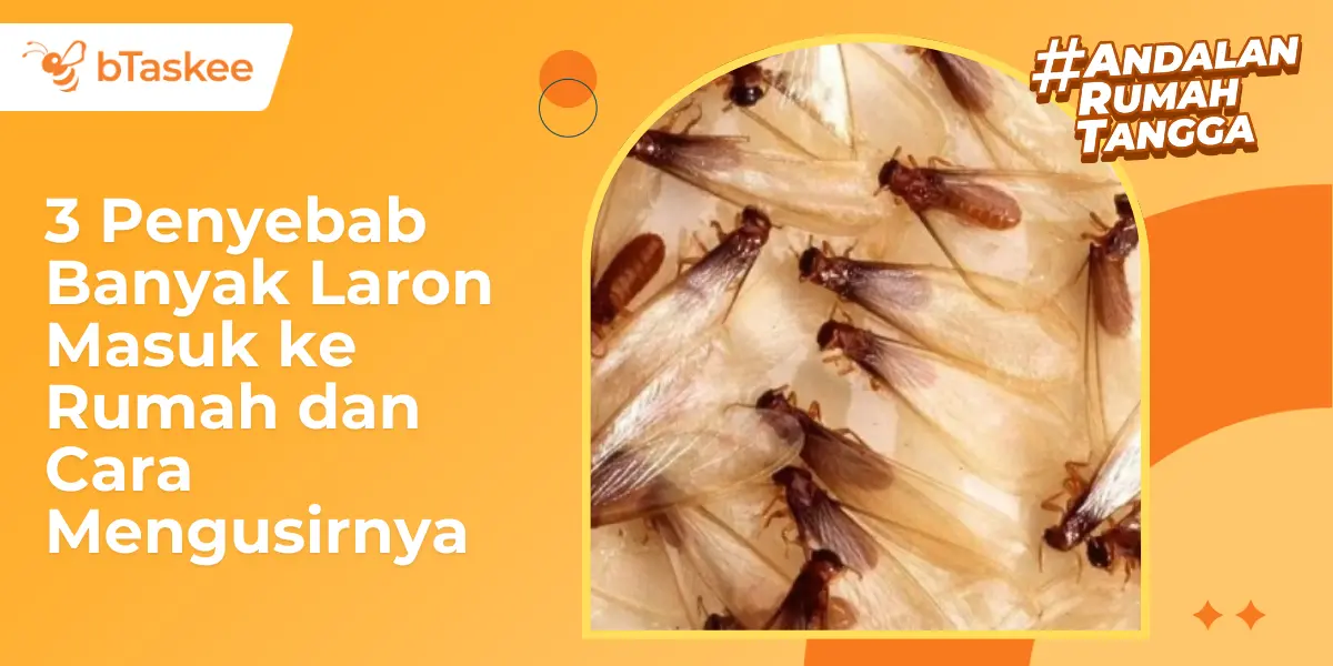 3 Penyebab Banyak Laron di Rumah dan Cara Mengusirnya