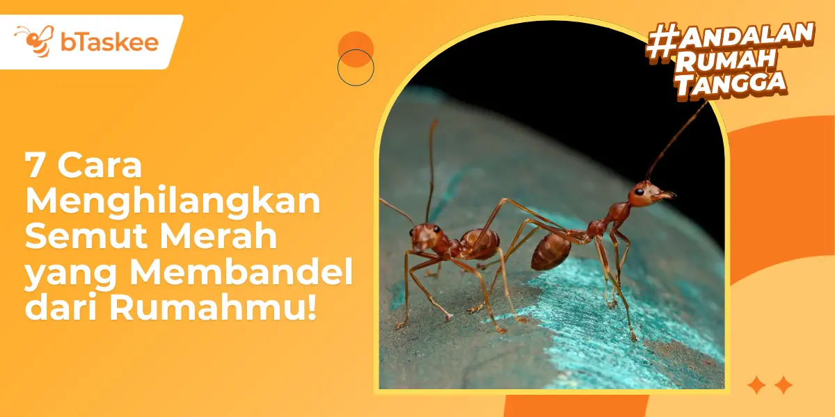 7 Cara Menghilangkan Semut Merah yang Membandel dari Rumahmu!