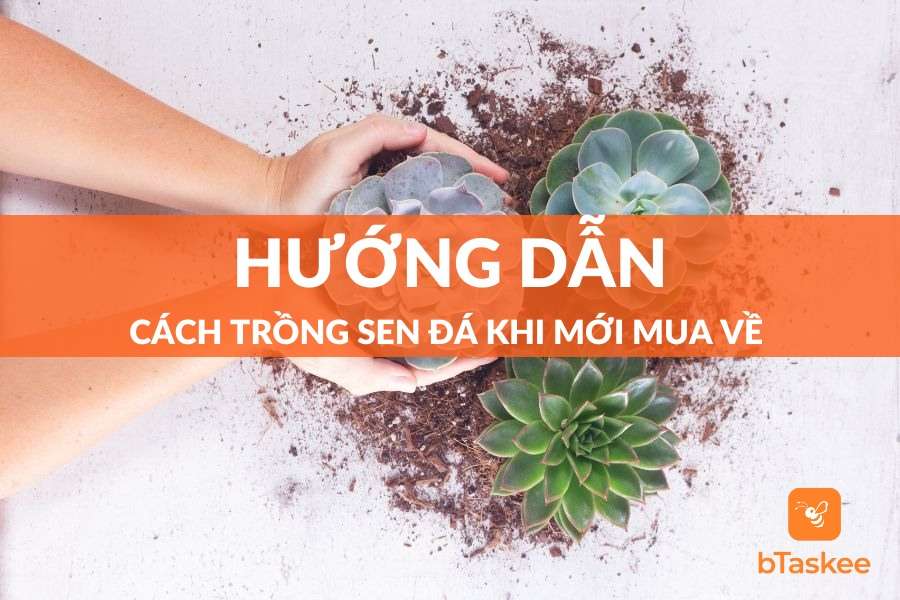Cách Trồng Sen Đá Khi Mới Mua Về Giúp Cây Sống Khỏe