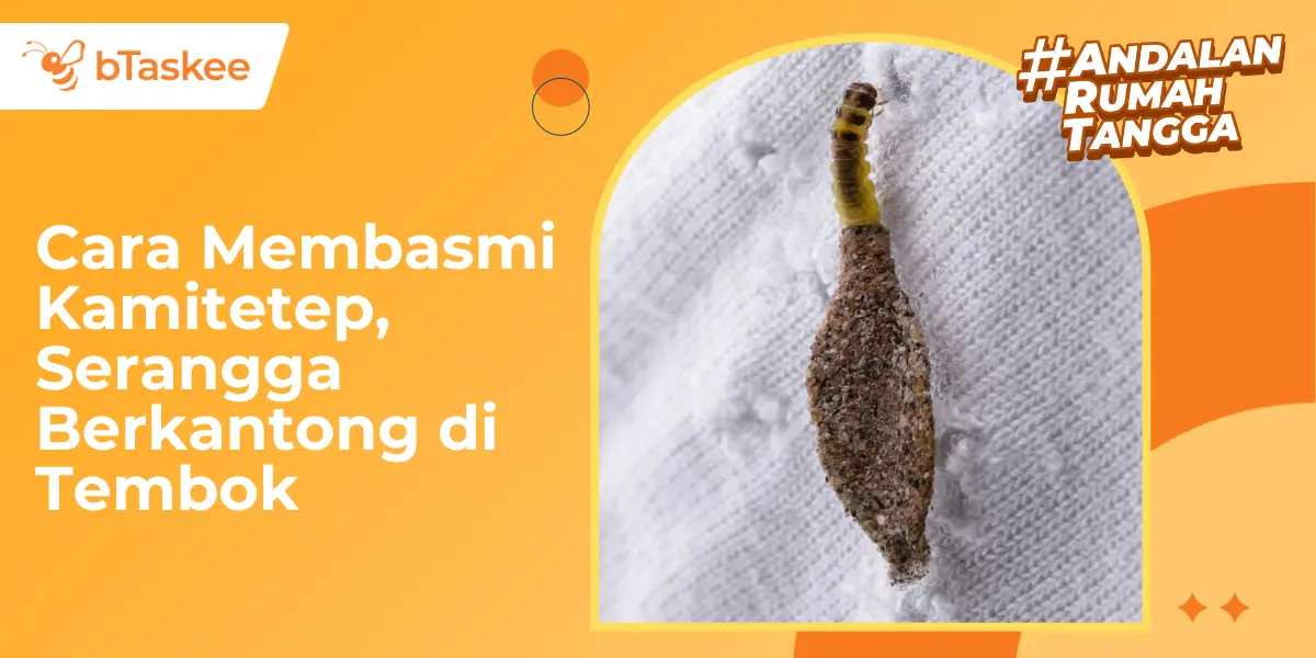 Cara Membasmi Kamitetep, Serangga Berkantong di Tembok