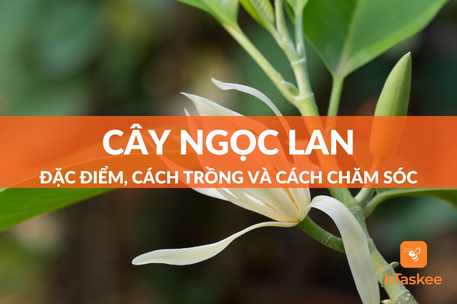 Cây Ngọc Lan: Đặc Điểm, Ý Nghĩa, Cách Trồng Và Lưu Ý Chăm Sóc