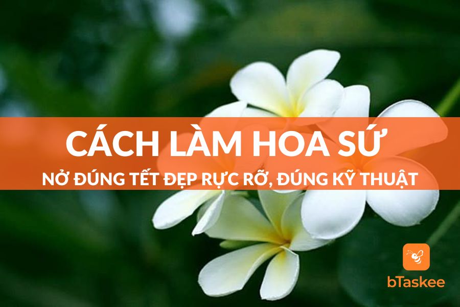 Hướng Dẫn Cách Làm Hoa Sứ Nở Đúng Tết Đẹp Rực Rỡ, Đúng Kỹ Thuật, Chuẩn Thợ Vườn
