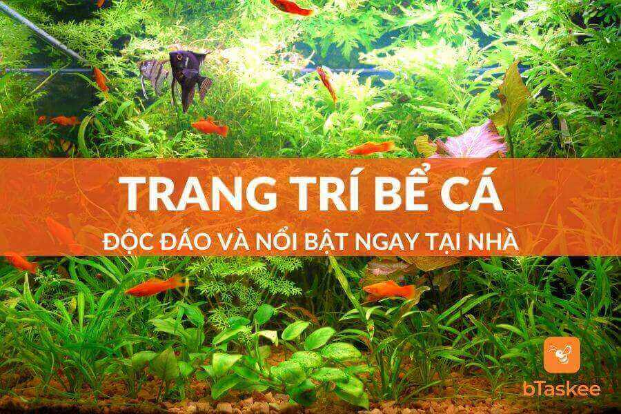 Bật Mí Bí Quyết Trang Trí Bể Cá Cảnh Độc Đáo Và Nổi Bật