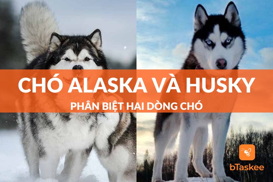 Hướng Dẫn Cách Phân Biệt Chó Alaska Và Husky Như Chuyên Gia