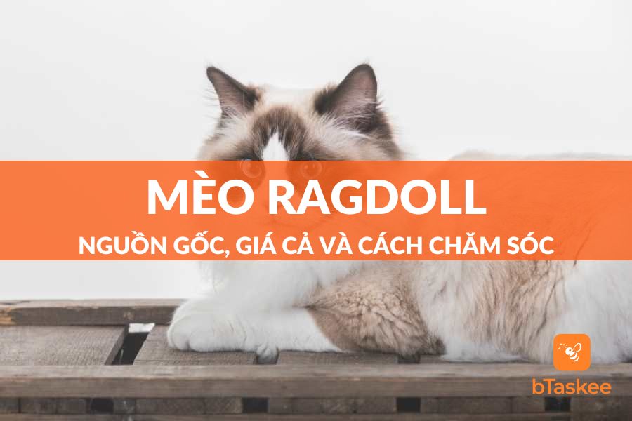 Mèo Ragdoll: Nguồn Gốc, Giá Cả Và Cách Chăm Sóc