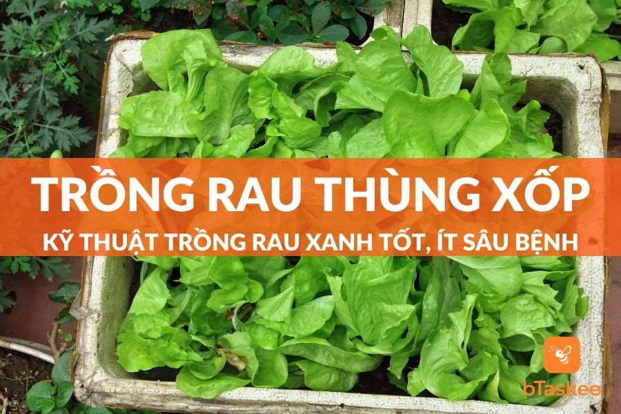 Cách Trồng Rau Trong Thùng Xốp Tươi Tốt, Ít Sâu Bệnh