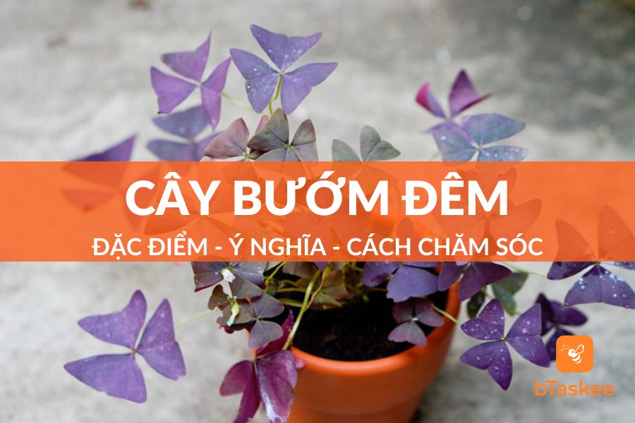 Cây Bướm Đêm: Đặc Điểm - Ý Nghĩa - Cách Trồng - Chăm Sóc