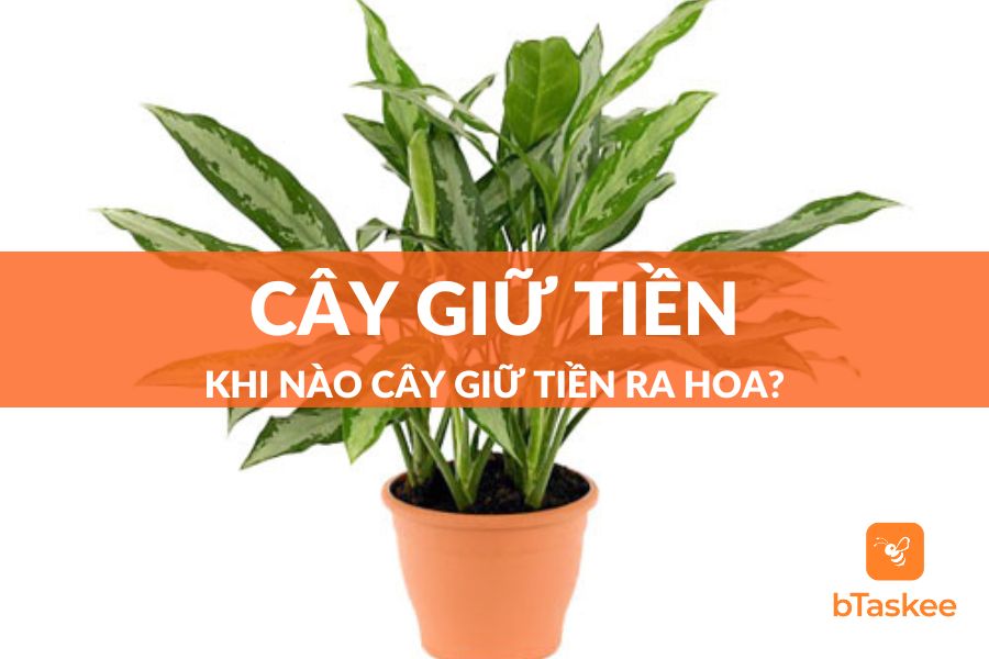 Tìm Hiểu Về Cây Giữ Tiền: Khi Nào Cây Giữ Tiền Ra Hoa?