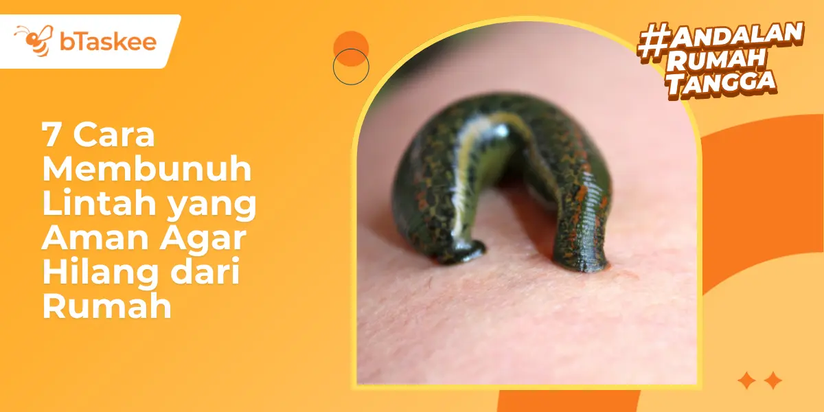 7 Cara Membunuh Lintah yang Aman Agar Hilang dari Rumah