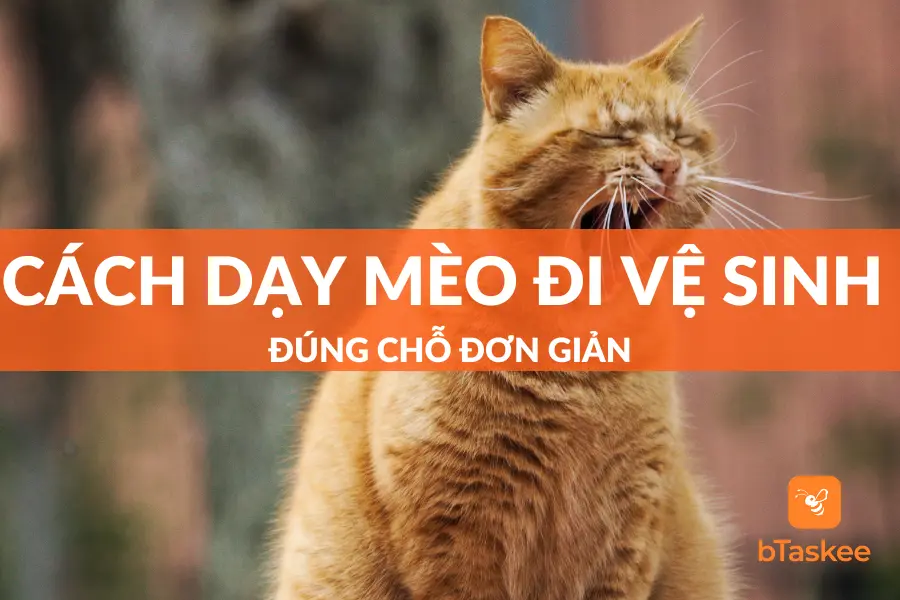 Cách Dạy Mèo Đi Vệ Sinh Đúng Chỗ Dễ Thành Công