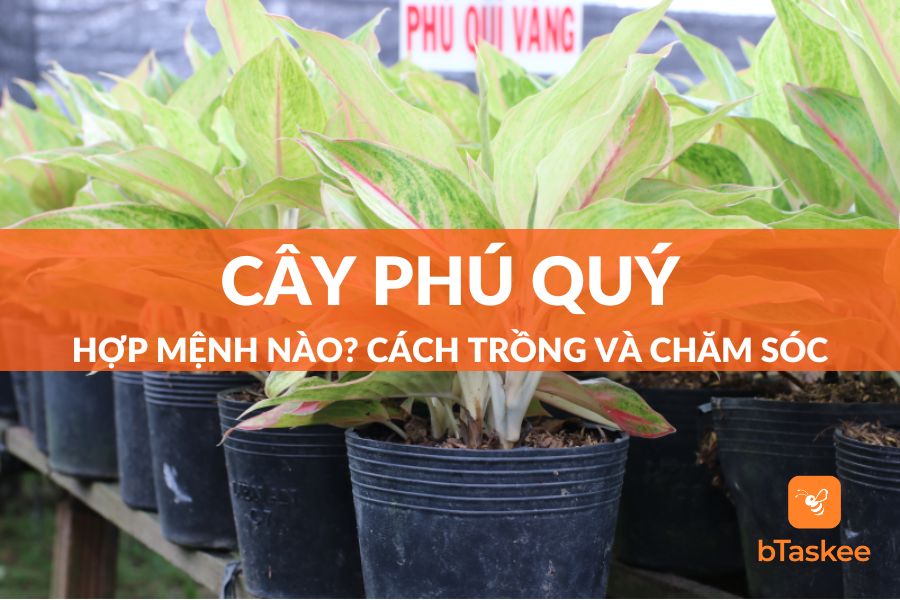 Cây Phú Quý: Hợp Mệnh Nào?  Cách Trồng Và Chăm Sóc