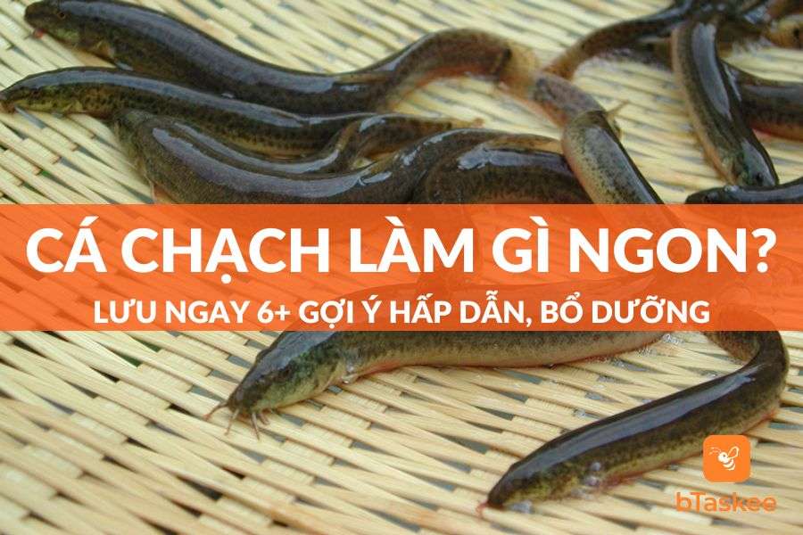 Cá Chạch Làm Món Gì Ngon? Lưu Ngay 6+ Gợi Ý Hấp Dẫn