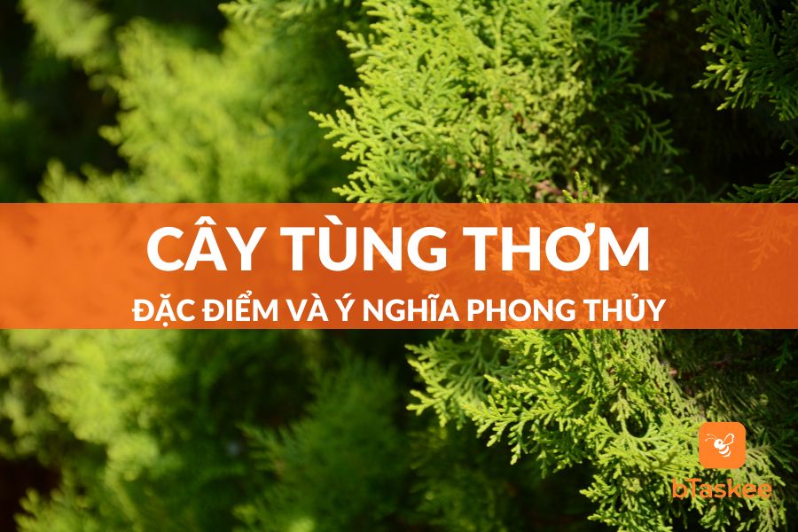 Cây Tùng Thơm Có Đặc Điểm Gì Và Ý Nghĩa Phong Thủy Gì?