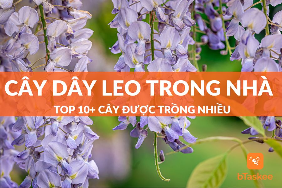 10+ Cây Dây Leo Trong Nhà Được Trồng Nhiều Nhất Hiện Nay