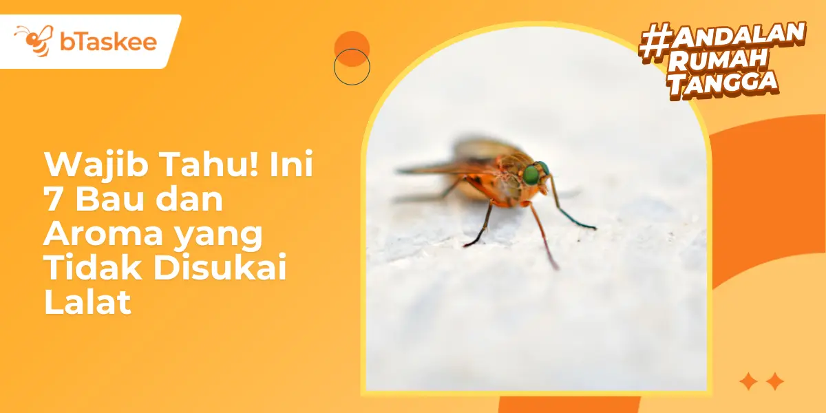 Wajib Tahu! Ini 7 Bau dan Aroma yang Tidak Disukai Lalat