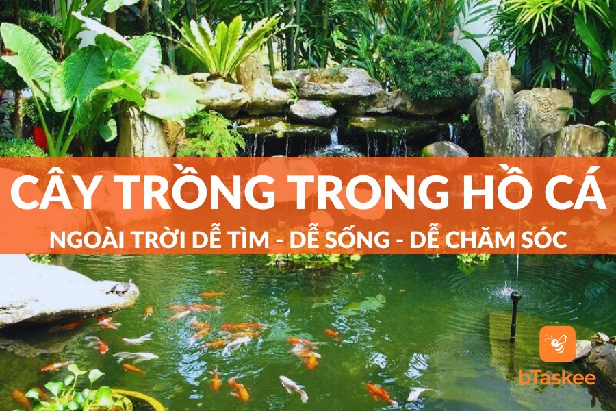 Top 8 Cây Trồng Trong Hồ Cá Ngoài Trời Dễ Tìm, Dễ Chăm Sóc
