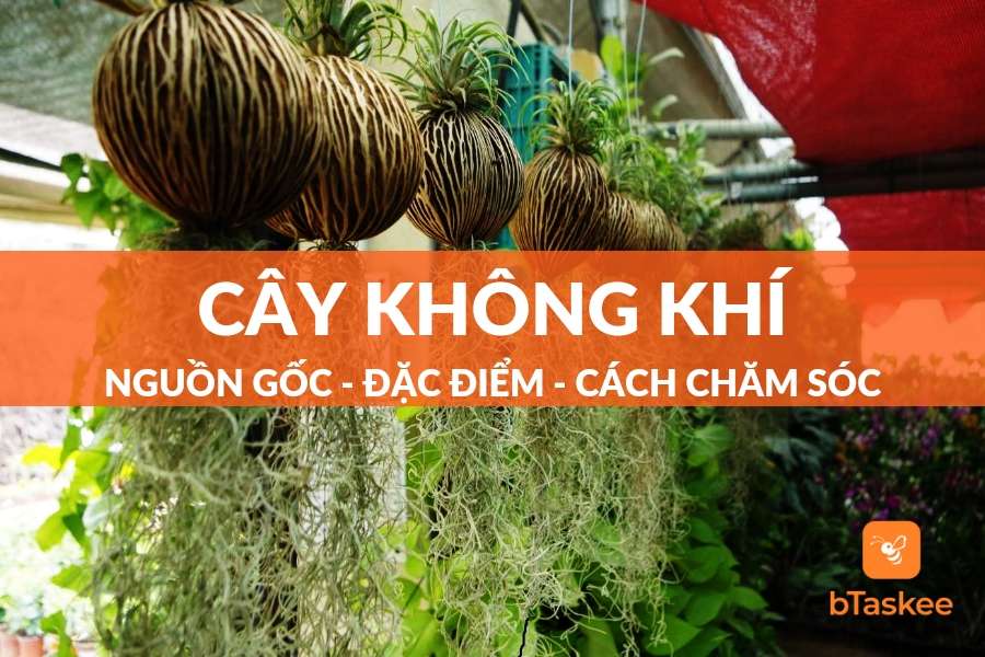 Cây Không Khí: Nguồn Gốc - Đặc Điểm - Cách Chăm Sóc