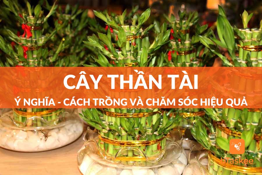 Cây Thần Tài: Ý Nghĩa May Mắn Và Cách Chăm Cây Xanh Tốt