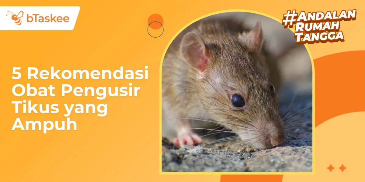 5 Rekomendasi Obat Pengusir Tikus yang Ampuh