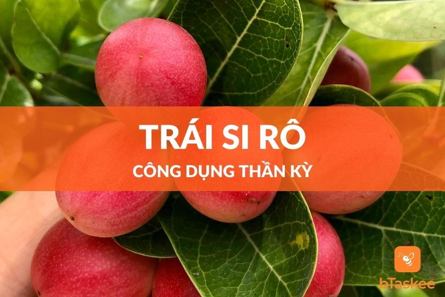Trái Si Rô Có Công Dụng Gì? Và Ăn Được Không