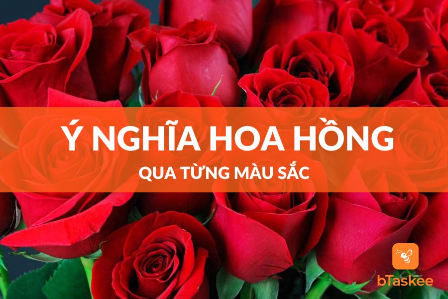 Ý Nghĩa Hoa Hồng Qua Từng Màu Sắc