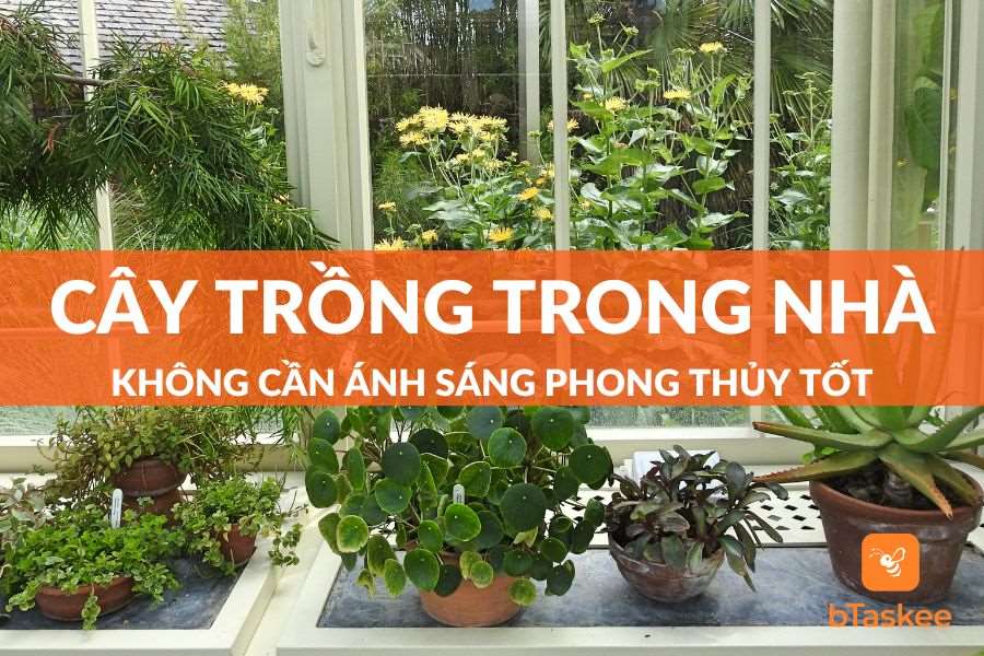 10+ Cây Trồng Trong Nhà Không Cần Ánh Sáng Phổ Biến