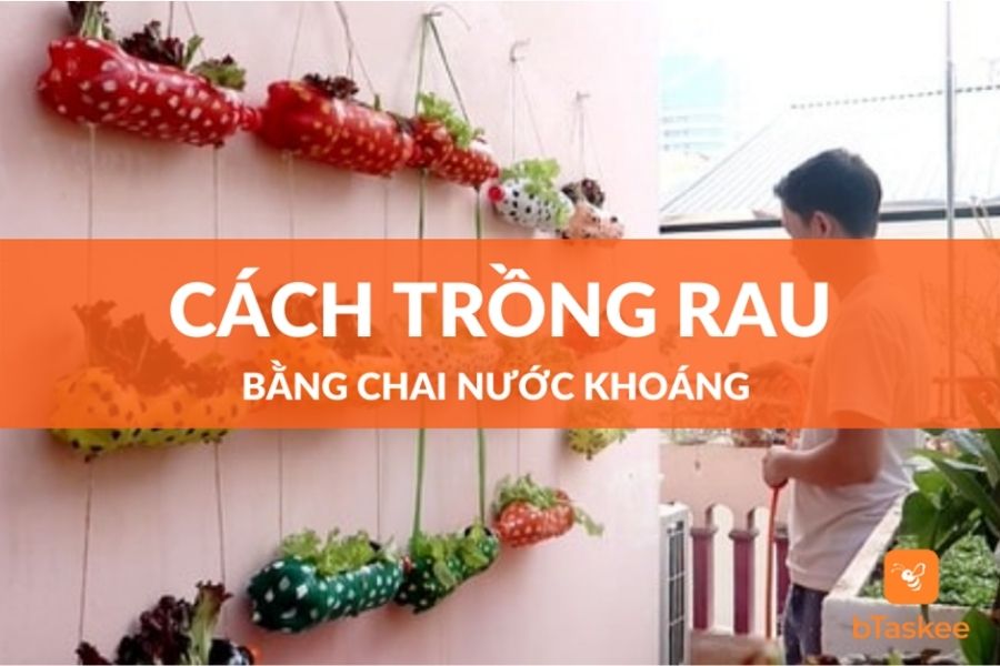 Cách Trồng Rau Bằng Chai Nước Khoáng Cực Dễ
