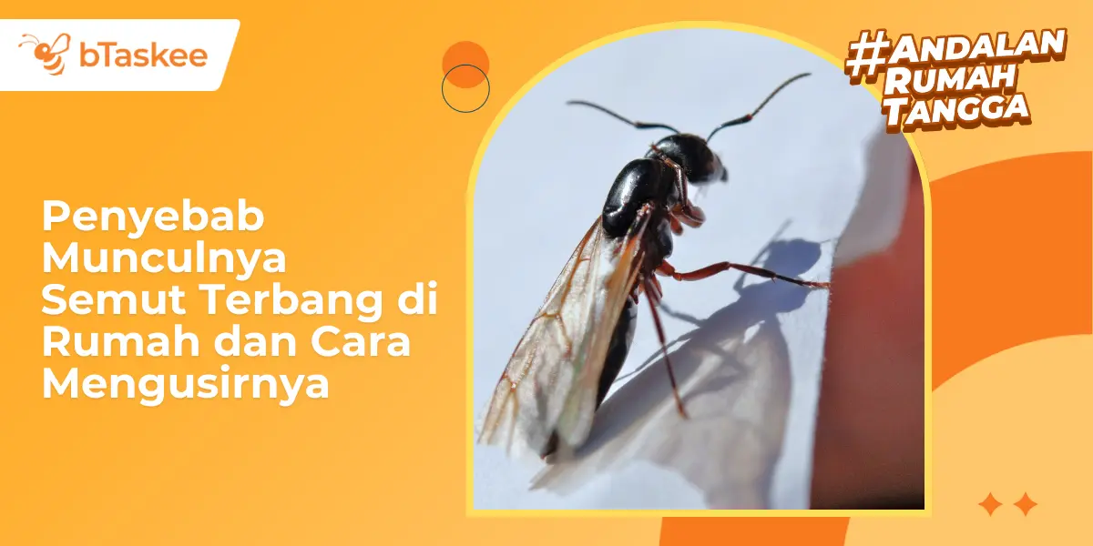 Penyebab Munculnya Semut Terbang di Rumah dan Cara Mengusirnya