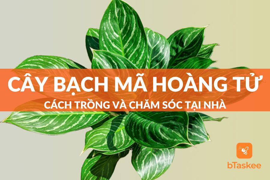 Cây Bạch Mã Hoàng Tử: Đặc Điểm, Công Dụng, Cách Trồng Và Lưu Ý Chăm Sóc