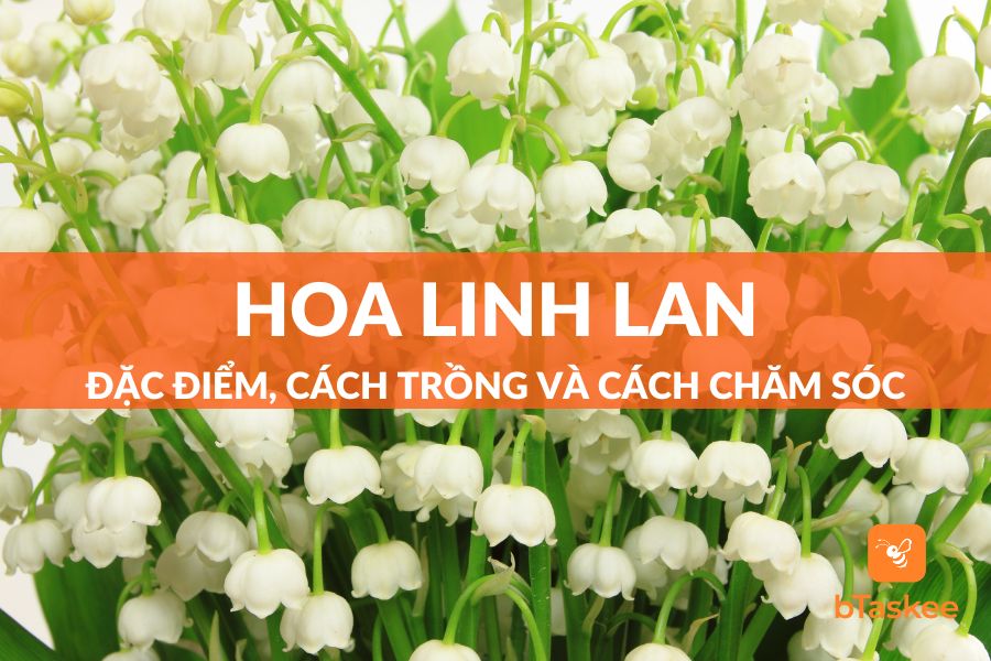 Hoa Linh Lan: Đặc Điểm, Công Dụng, Ý Nghĩa Và Cách Chăm Sóc