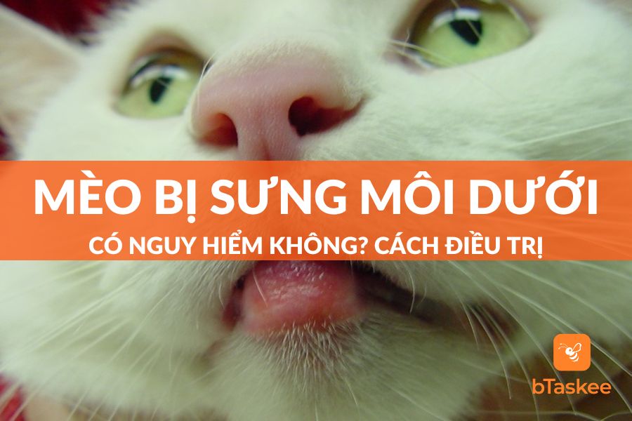 Tại Sao Mèo Bị Sưng Môi Dưới? Có Nguy Hiểm Không?