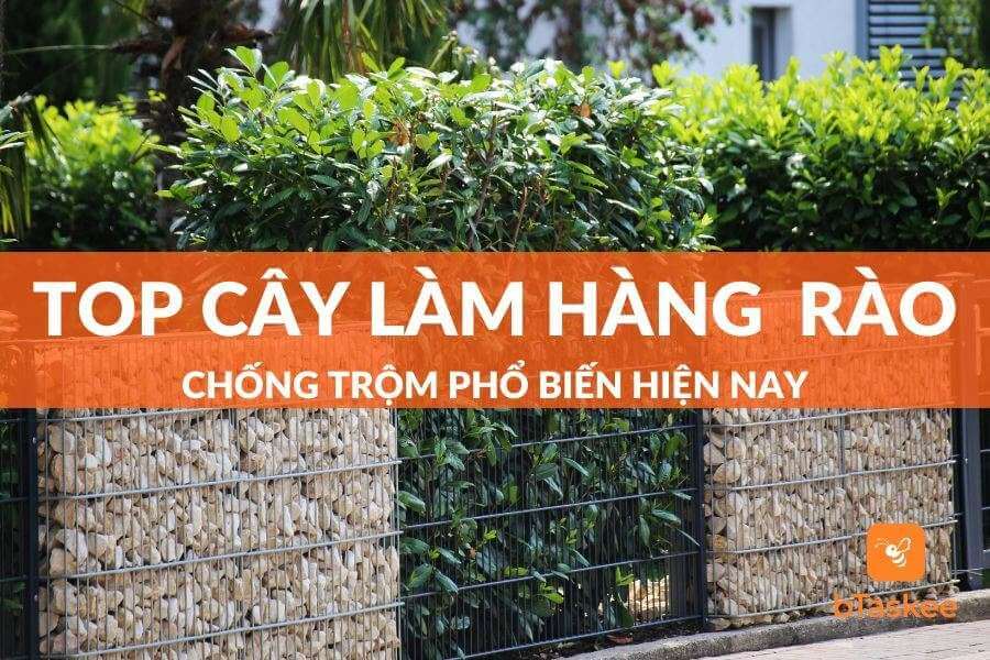 Bỏ Túi Cách Trồng Cây Làm Hàng Rào Chống Trộm Hiệu Quả