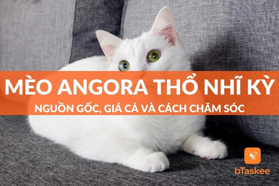 Mèo Angora Thổ Nhĩ Kỳ: Nguồn Gốc, Giá Cả, Cách Chăm Sóc