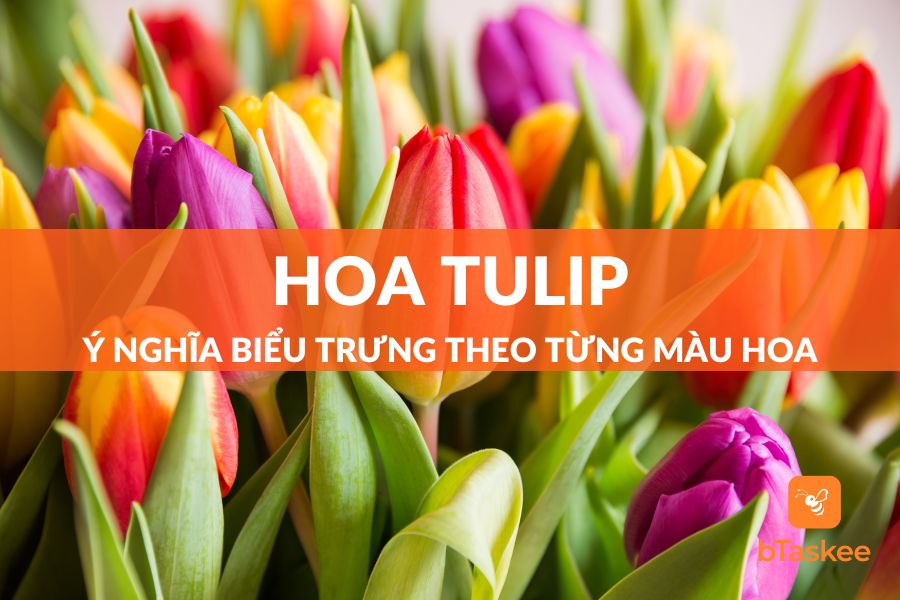 Hoa Tulip: Nguồn Gốc, Ý Nghĩa Biểu Trưng Theo Từng Màu Hoa