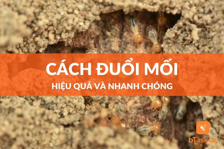 Cách Đuổi Mối Hiệu Quả, Nhanh Chóng Tại Nhà