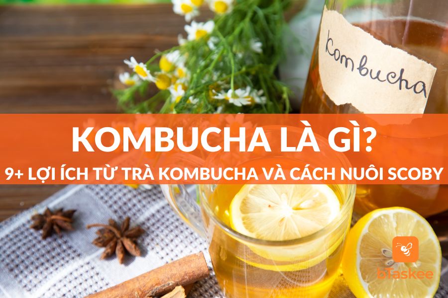 Kombucha Là Gì? 9+ Lợi Ích Từ Trà Kombucha Và Cách Nuôi Scoby