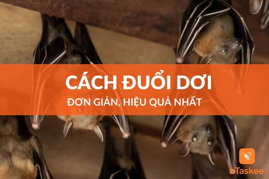 Cách Đuổi Dơi Ra Khỏi Nhà Đơn Giản, Hiệu Quả Nhất