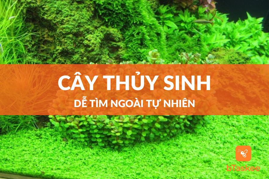Các Loại Cây Thủy Sinh Dễ Tìm Ngoài Tự Nhiên