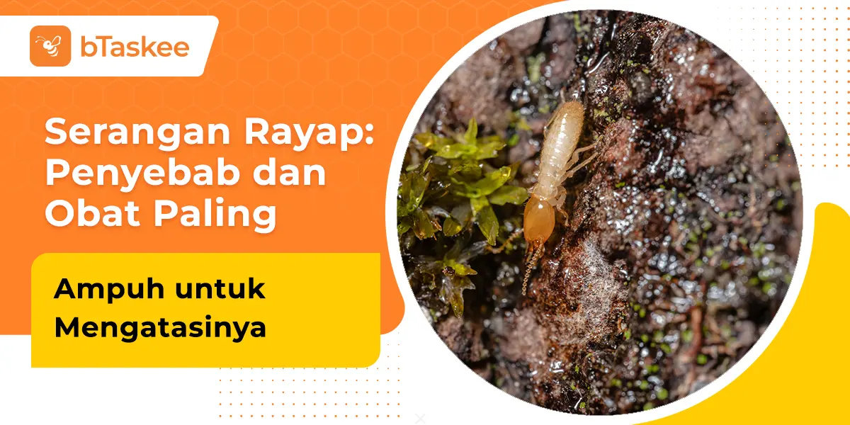 Serangan Rayap: Penyebab dan Obat Paling Ampuh untuk Mengatasinya